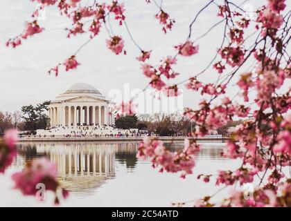 The Thomas Jefferson Memorial framed by pink cherry blossoms and reflected in the water of the Tidal Basin on a Spring morning in Washington, D.C.
