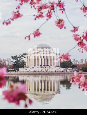 The Thomas Jefferson Memorial framed by pink cherry blossoms and reflected in the water of the Tidal Basin on a Spring morning in Washington, D.C.