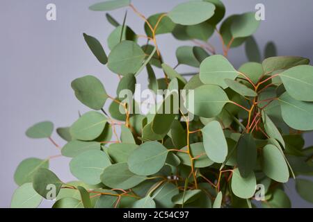 Branches of eucalyptus in vase on table on gray background. Home decor. Blog, website or social media concept. Stock Photo