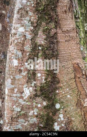Bark of Giant Cola Tree (Cola gigantea) Stock Photo