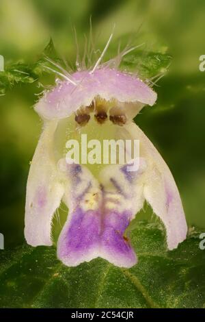 Bifid Hemp-Nettle (Galeopsis bifida). Flower Closeup Stock Photo