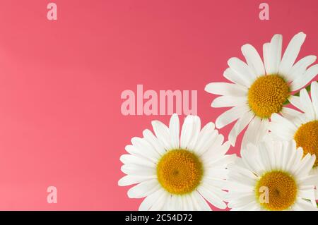 Fresh white chamomile flowers on a pink pastel background. Copy space. Creative floral background Stock Photo