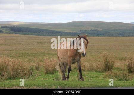 The backroads of North-Wales Stock Photo