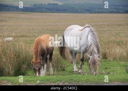 The backroads of North-Wales Stock Photo