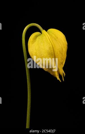 Orange-Peel Clematis (Clematis tangutica). Flower Closeup Stock Photo