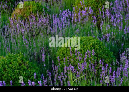 Closeup shot of lavender flowers with buxus bushes outside on a summer day Stock Photo