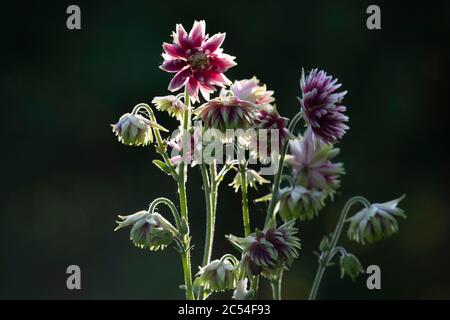 Aquilegia Vulgaris var. Stellata 'Nora Barlow', or Columbine 'Nora Barlow', Backlit Stock Photo