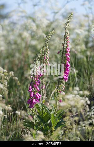 Foxgloves (Digitalis Purpurea) Growing in the Wild Surrounded by Cow Parsley (Anthriscus Sylvestris) Stock Photo