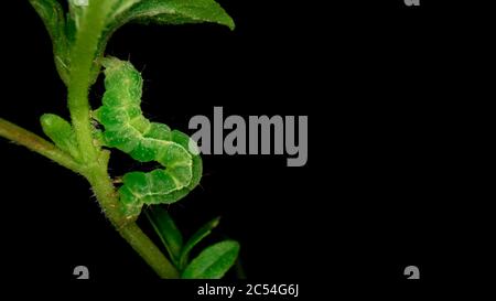 Macro photography of green caterpillar isolated on black background. Stock Photo