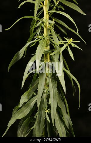 Canadian Goldenrod (Solidago canadensis). Stem and Leaves Closeup Stock Photo