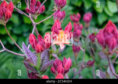 Flowers and buds on orange azalea bush in spring Stock Photo