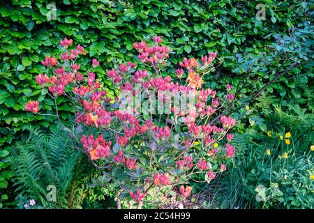 Orange azalea bush full of buds in spring Stock Photo