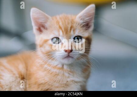 Cute little red cat sitting on yellow chair near window on background. Young cute little red kitty. Long haired ginger kitten play at home. Cute funny Stock Photo