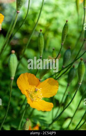 Welsh Poppy Papaver cambricum (synonym Meconopsis cambrica) Stock Photo