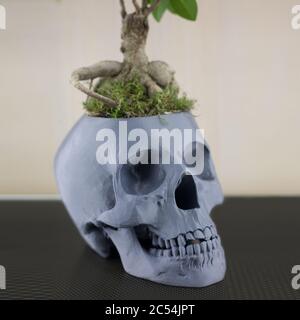 flower pot skull with plant on the table Stock Photo