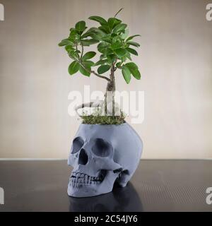 flower pot skull with plant on the table Stock Photo