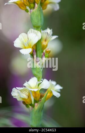 Sisyrinchium striatum (also known as pale yellow-eyed grass or yellow Mexican satin flower) in flower in spring in UK garden Stock Photo