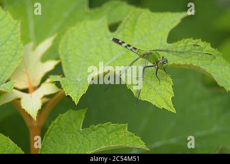 macro of dragonfly on large green leaf Stock Photo