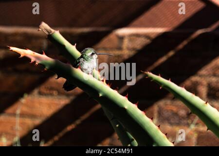 Tucson, AZ - Nov 26, 2019: Green hummingbird perched on a cactus in the Hummingbird Aviary at the Arizona-Sonora Desert Museum Stock Photo