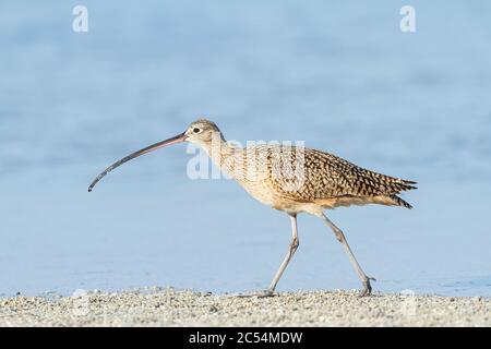 Long-billed Curlew (Numenius americanus) foraging along the beach in Florida Stock Photo
