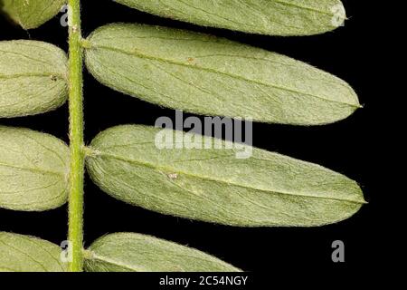 Tufted Vetch (Vicia cracca). Leaf Detail Closeup Stock Photo