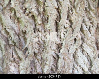 Close-up of the grey bark of the Caucasian Walnut tree (Pterocarya ) as an abstract photo of the deep, vertical ridges & crevices on the tree trunk. Stock Photo