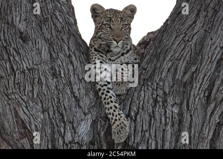 Closeup of a leopard lying on a tree under the sunlight at daytime in Botswana Stock Photo