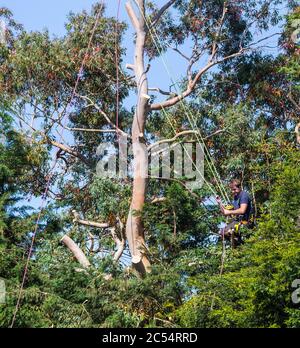 Tree surgeon, Stock Photo