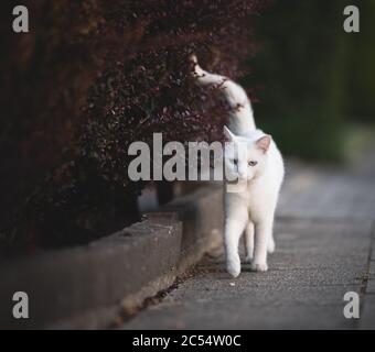 front view of white domestic shorthair cat walking along red hedge on the sidewalk