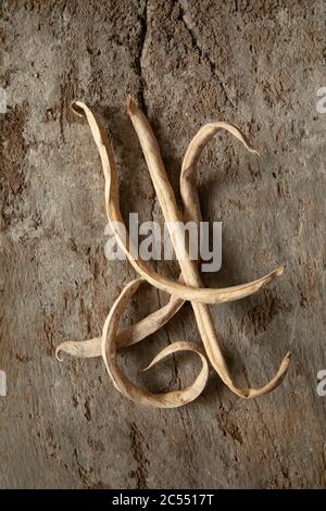 Runner beans old and dry on textured wood background Stock Photo