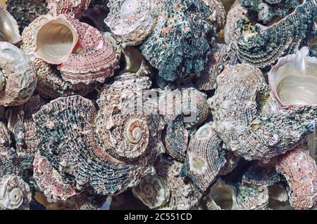 Sea mollusks close-up. Background from exotic shells. Concept group of sea shells. Seashells background. Top view close up of mollusk.Texture of shell Stock Photo