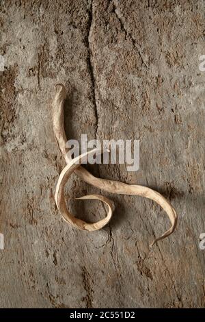 Runner beans old and dry on textured wood background Stock Photo