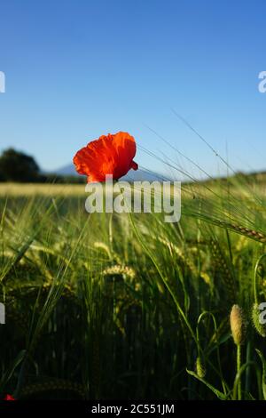 Field of growing wheat and Common poppy flower gleaming under the sun ...