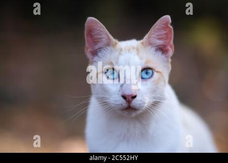 Mallorca 2019: Close up Portrait of a white ginger stray cat with ear notch and blue eyes looking at camera in the forest of Cala Gat, Majorca Stock Photo