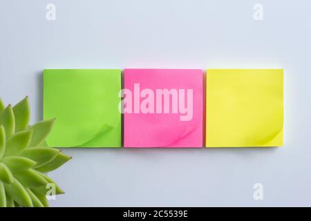 Home plant in soft focus, different colours of sticky notes. Stationery flat lay. Back to school. White background, mock up Stock Photo