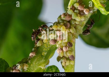 Insect pests, aphid, on the shoots and fruits of plants, Spider mite on flowers. Pepper attacked by malicious insects Stock Photo