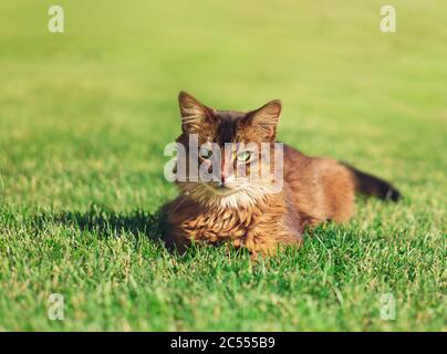Pretty cat lying in green grass outdoor. The Somali cat breed is a beautiful domestic feline. They are smart, very social and they enjoy playing outsi Stock Photo