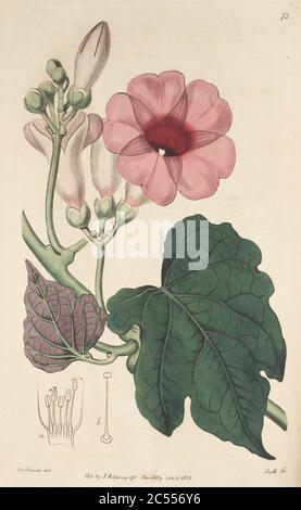 Ipomoea mauritiana (I. insignis) Bot. Reg. 1 75. 1815. Stock Photo