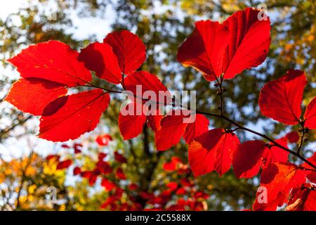 Witch hazel leaves sunlight tree in autumn garden Hamamelis Primavera Stock Photo