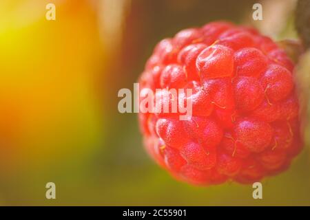 Raspberries in the sun. Red raspberries close-up. Red berry with green leaves in the sun. Photo of ripe raspberries on a branch. Stock Photo