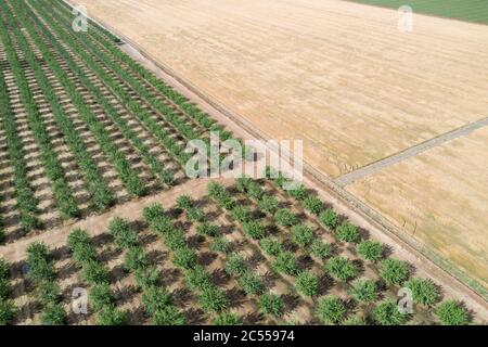 Abstract aerail views of fields and Almond orchards in Yolo County, California Stock Photo
