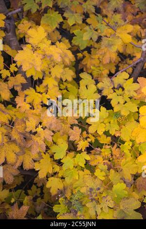 dry leaves texture in scandinavian autumn Stock Photo