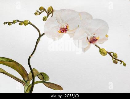 Watercolour painting of a white orchid plant Stock Photo