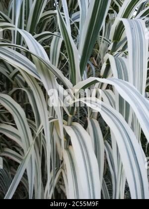 Arundo donax ‘Variegata’ variegated giant reed – very tall stems of ...