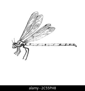 Odonata Insect bug beetle in vintage old hand drawn style engraved illustration woodcut. Stock Vector