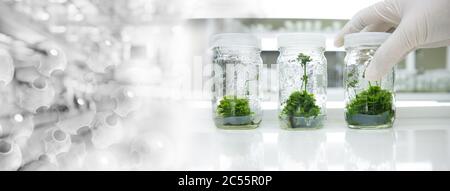 glove wearing hand of scientist three glass bottle of plant tissue culture in biotechnology science laboratory banner background Stock Photo