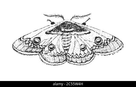 Butterfly or wild insects. Giant peacock moth. Mystical symbol or entomological of freedom. Engraved hand drawn vintage sketch for wedding card or Stock Vector