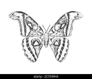 Butterfly or wild insects. Atlas moth. Mystical symbol or entomological of freedom. Engraved hand drawn vintage sketch for wedding card or logo Stock Vector