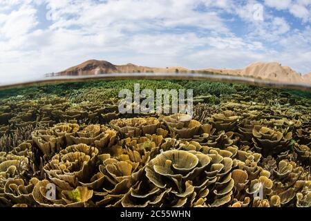 An incredible array of fragile corals grow in extremely shallow and calm water in Komodo National Park, Indonesia. This area has high biodiversity. Stock Photo