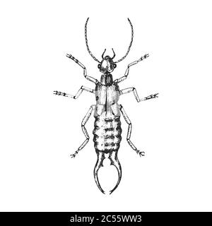 Common earwig . Insect bug beetle in vintage old hand drawn style engraved illustration woodcut. Stock Vector